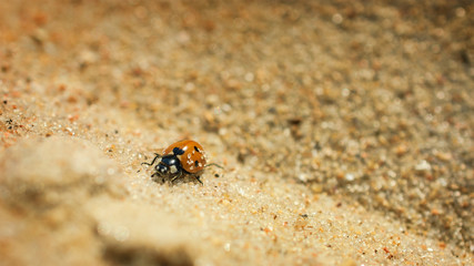 Ladybird resting on sand. Selective focus on the sand on the red wings of ladybug.