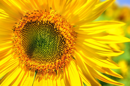 Yellow sunflower in bright sun on a field of sunflowers.