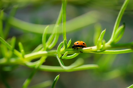 Ladybug on grass green on background.