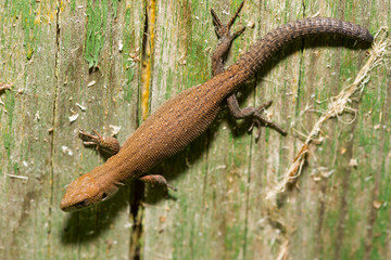 small lizard basking in the sun
