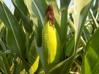 Corn on field