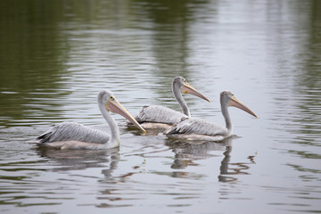 African Pink Backed Pelicans