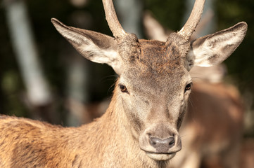 Naklejka na ściany i meble white-tailed deer closeup looking at camera