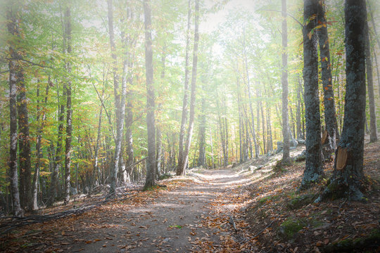 Fototapeta chestnut forest