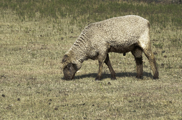 Woolly Sheep in Pasture