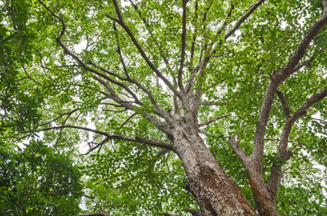 Fototapeta premium branch tree and sunshine