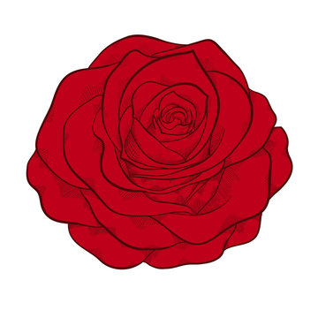 beautiful red rose isolated in graphic style