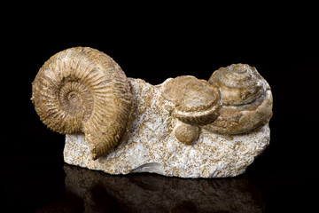 Ammonite Fossiles.