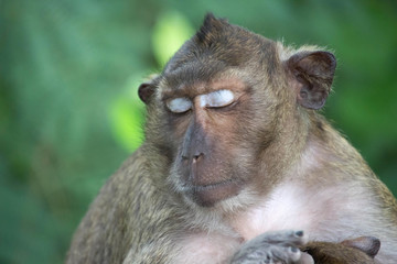 眠るサル
