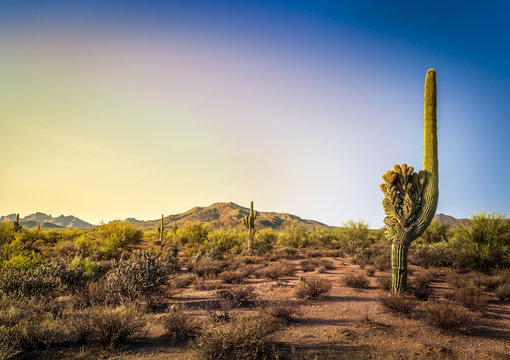 Crested Saguaro in the Arizona Desert. 