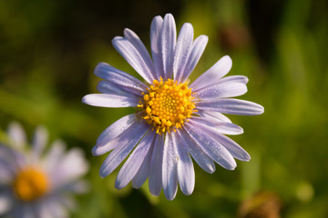 Obraz premium Purple daisy