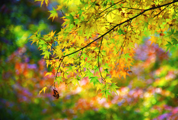 Autumn in Kyoto - Japan