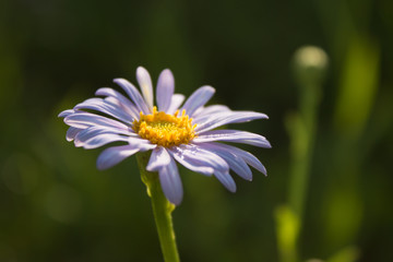 Obraz premium Purple daisy