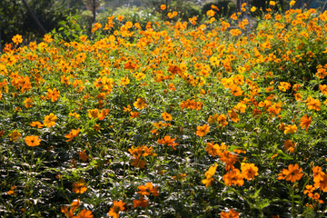 Yellow flowers background