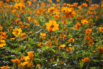 Yellow flowers background