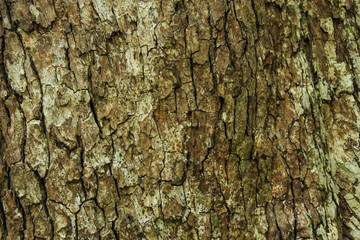 Tree Bark Texture.