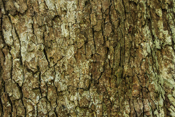 Obraz premium Tree Bark Texture.