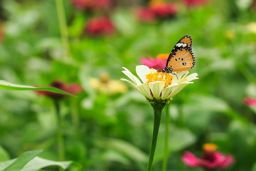 Orange Butterfly on Flower in Thailand.
