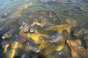 池で泳ぐ鯉／山形県庄内地方の池で泳ぐ鯉を撮影した写真です。