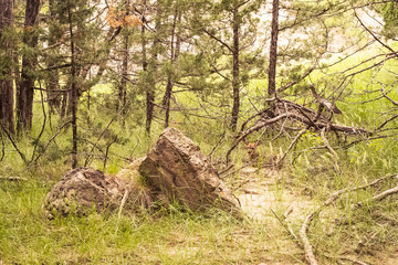 A baby mule deer, or fawn, rests behind the sticks and stones at Badlands National Park in the Black Hills of South Dakota, USA.