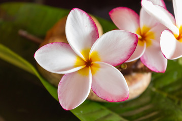 lovely pink flower plumeria or frangipani with leaf decorated with boutique or vintage background 