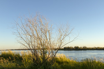 dry tree near the river