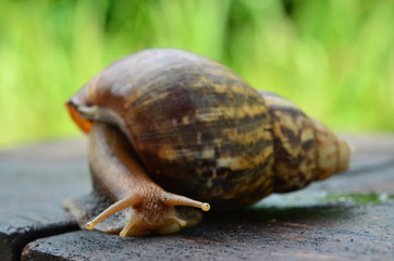 A cute snail walks (actually slides) on a wooden plate in the garden (Macro, small animal, beautiful)