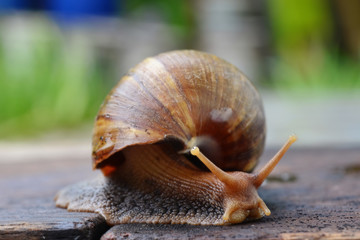 A cute snail walks (actually slides) on a wooden plate in the garden (Macro, small animal, beautiful)