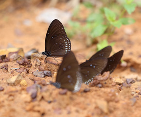 Common Indian Crow butterfly (Euploea core Lucus)