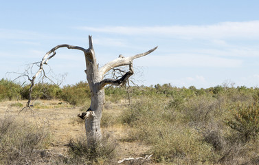 Fototapeta na wymiar dead trees in the desert