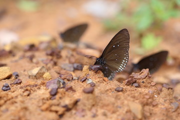 Common Indian Crow butterfly (Euploea core Lucus)