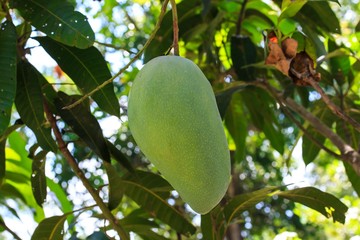 Green Mango on the Tree.