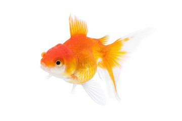 Goldfish isolated on white background