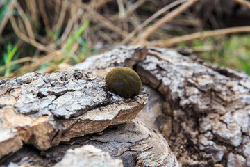 Old Stump with Mushrooms.