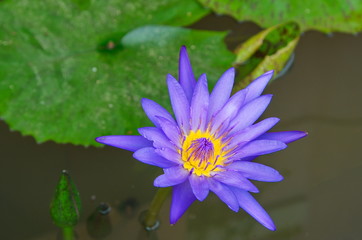 violet water lily.