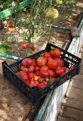 greenhouse tomatoes