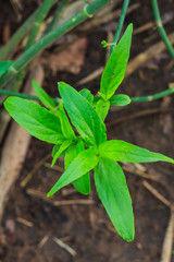  Clinacanthus nutans (Burm.f.) Lindau.