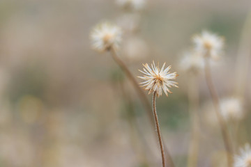 Dry Flower in the Meadows Soft Focus
