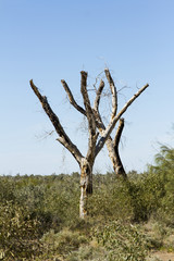 dry tree trunks
