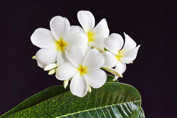 isolated white flower plumeria or frangipani on black background