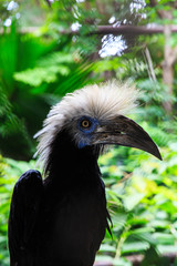 Close up of White-Crowned Hornbill.