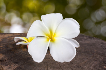 Fototapeta na wymiar white flower plumeria or frangipani on nature background