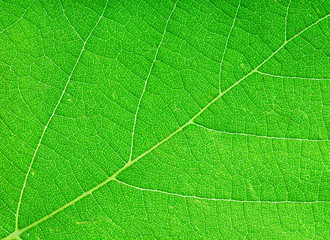 Fototapeta na wymiar green leaf close-up as a background