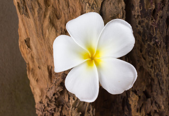  fresh beautiful white flower plumeria or frangipani on natural background