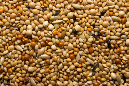  bird seed