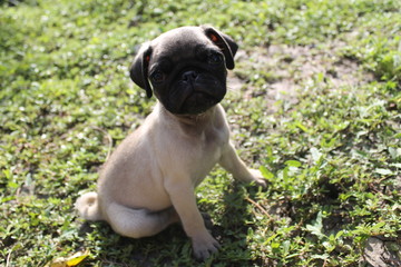 Puppy pug