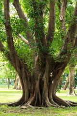 Close up of tree branch in the park.