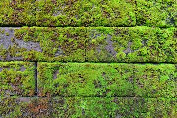 Moss growing on old wall.