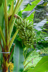 Obraz premium Green banana, Pisang mas.
