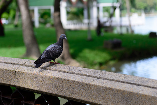 Pigeon on bridge.